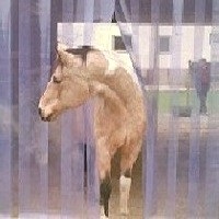 PVC Lamellenvorhang fr das Pferd im Stall