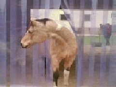 PVC Streifenvorhang / Lamellenvorhang Pferd